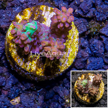 LiveAquaria® Cultured Acropora Coral 