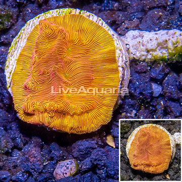 LiveAquaria® Cultured Leptoseris Coral