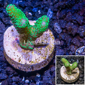 LiveAquaria® Cultured Stylophora Coral 