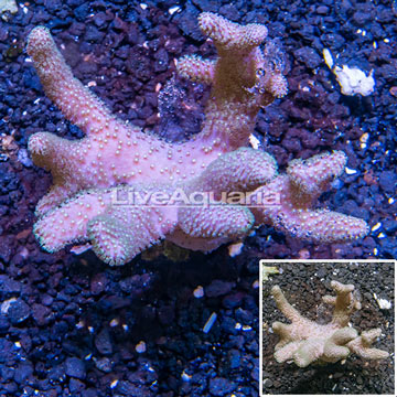 Sinularia Leather Coral Vietnam