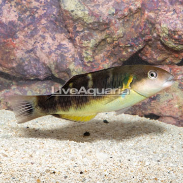 Jansen Saddle Wrasse