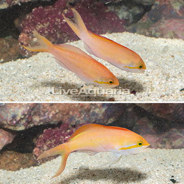 Carberryi Anthias, Trio