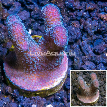 LiveAquaria® Cultured Stylophora Coral