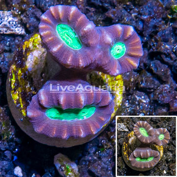 LiveAquaria® Cultured Candy Cane Coral