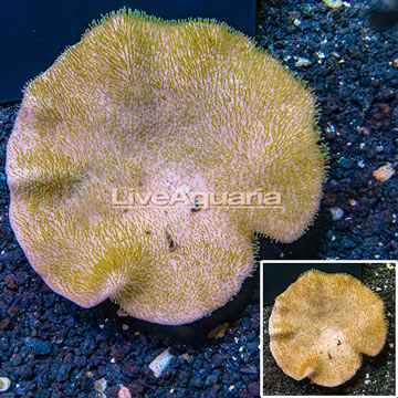 Toadstool Mushroom Leather Coral  Vietnam