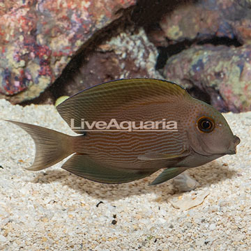 Orange Stripe Bristletooth Tang 