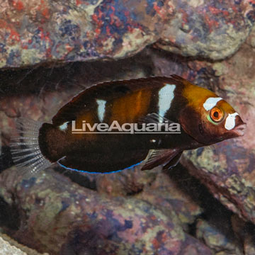 Formosa Wrasse Juvenile 