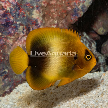 African Angelfish