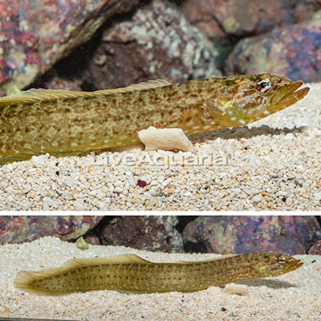 Green Wolf Eel