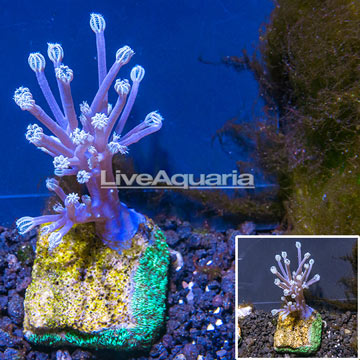 USA Cultured Blue Cespitularia Coral 