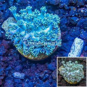 LiveAquaria® Cultured Goniopora Coral 