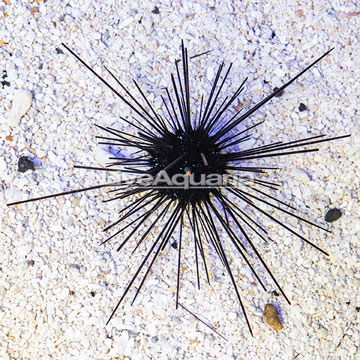 Black Longspine Urchin 