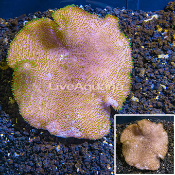 Toadstool Mushroom Leather Coral  Vietnam