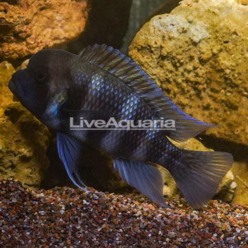 Barred Midas  Cichlid