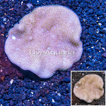 Toadstool Mushroom Leather Coral  Vietnam