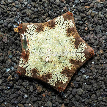 Pillow Sea Star