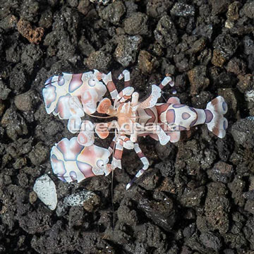 Harlequin Shrimp