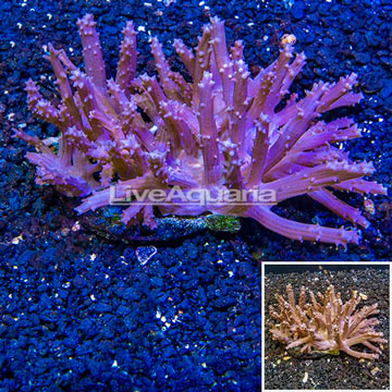 Tree Coral Indonesia