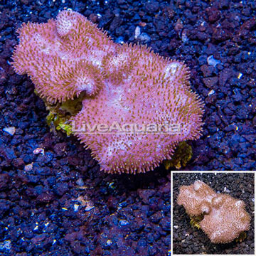 Toadstool Leather Coral Vietnam