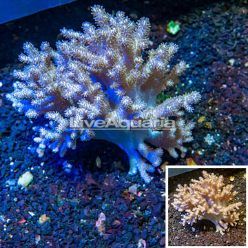 Sinularia Leather Coral Indonesia