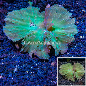 Cabbage Leather Coral Indonesia