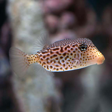 Scribbled Trunkfish EXPERT ONLY