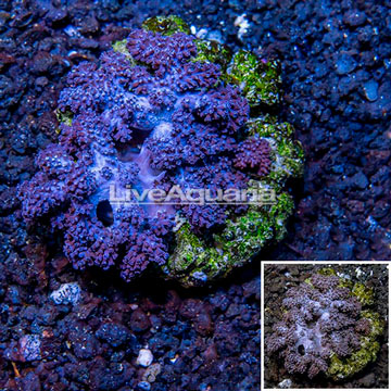 Cauliflower Colt Coral Indonesia