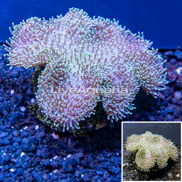 Toadstool Leather Coral Indonesia