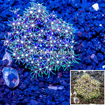 Starburst Polyps Indonesia