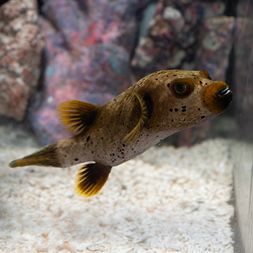 Dogface Puffer