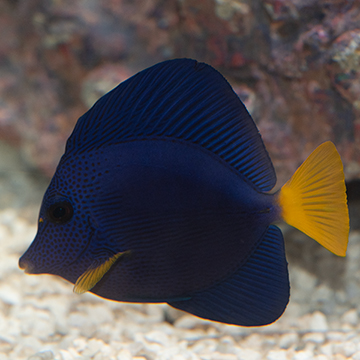 Purple Tang
