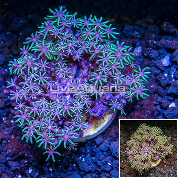 Starburst Polyps Indonesia