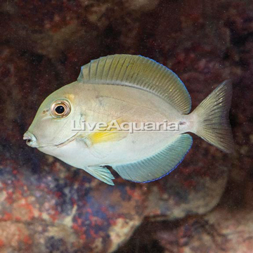 Epaulette Surgeonfish