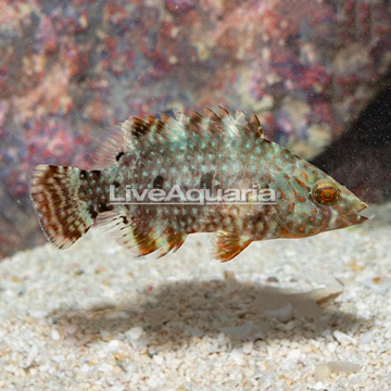 Floral Wrasse