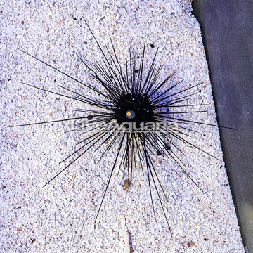 Black Longspine Urchin 