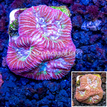 LiveAquaria® Cultured Goniastrea Brain Coral 