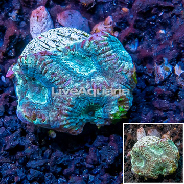 LiveAquaria® Cultured Goniastrea Brain Coral 