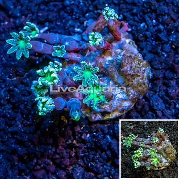 Glove Polyp Coral Indonesia