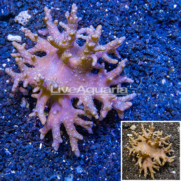 Sinularia Leather Coral Indonesia