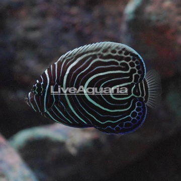 Emperor Angelfish, Juvenile