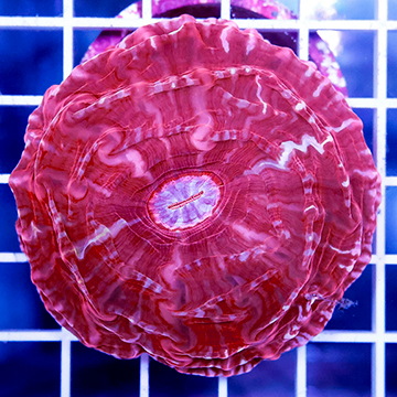 Cynarina Button Coral Indonesia