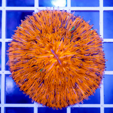 Short Tentacle Plate Coral