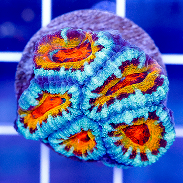 USA Cultured Acan Lord Coral