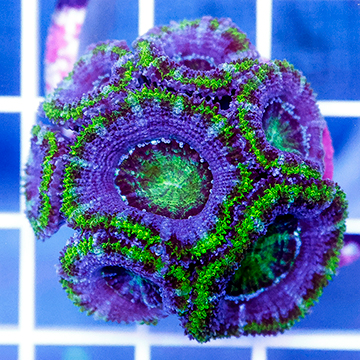 USA Cultured Acan Lord Coral
