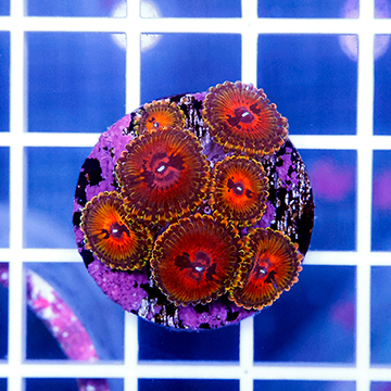 USA Cultured Zoanthus Coral