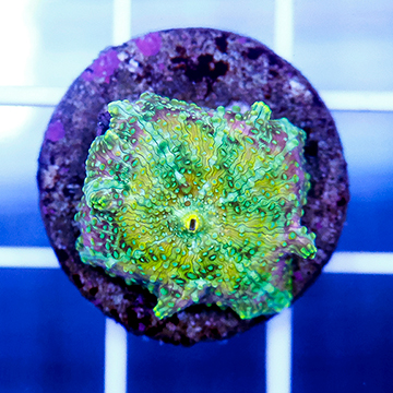 USA Cultured Mushroom Coral