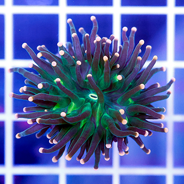 USA Cultured Ultra Duncan Coral