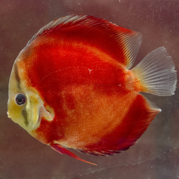 Red Discus
