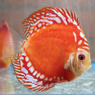 Red Panda Pigeon Discus