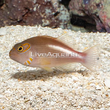 Arc-eye Hawkfish